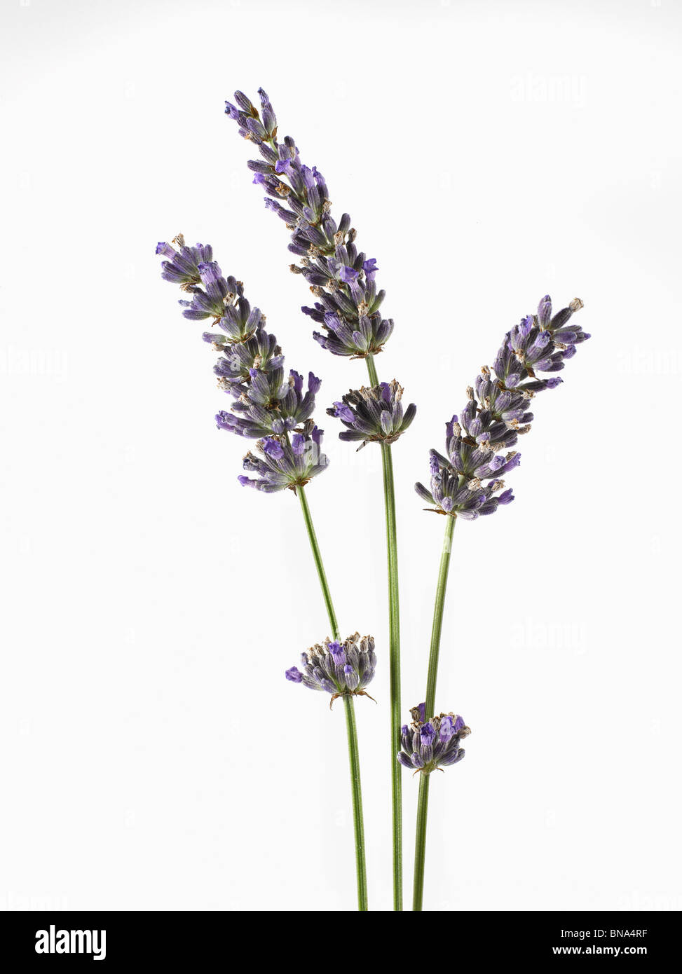 lavender sprig Stock Photo 30341459 Alamy