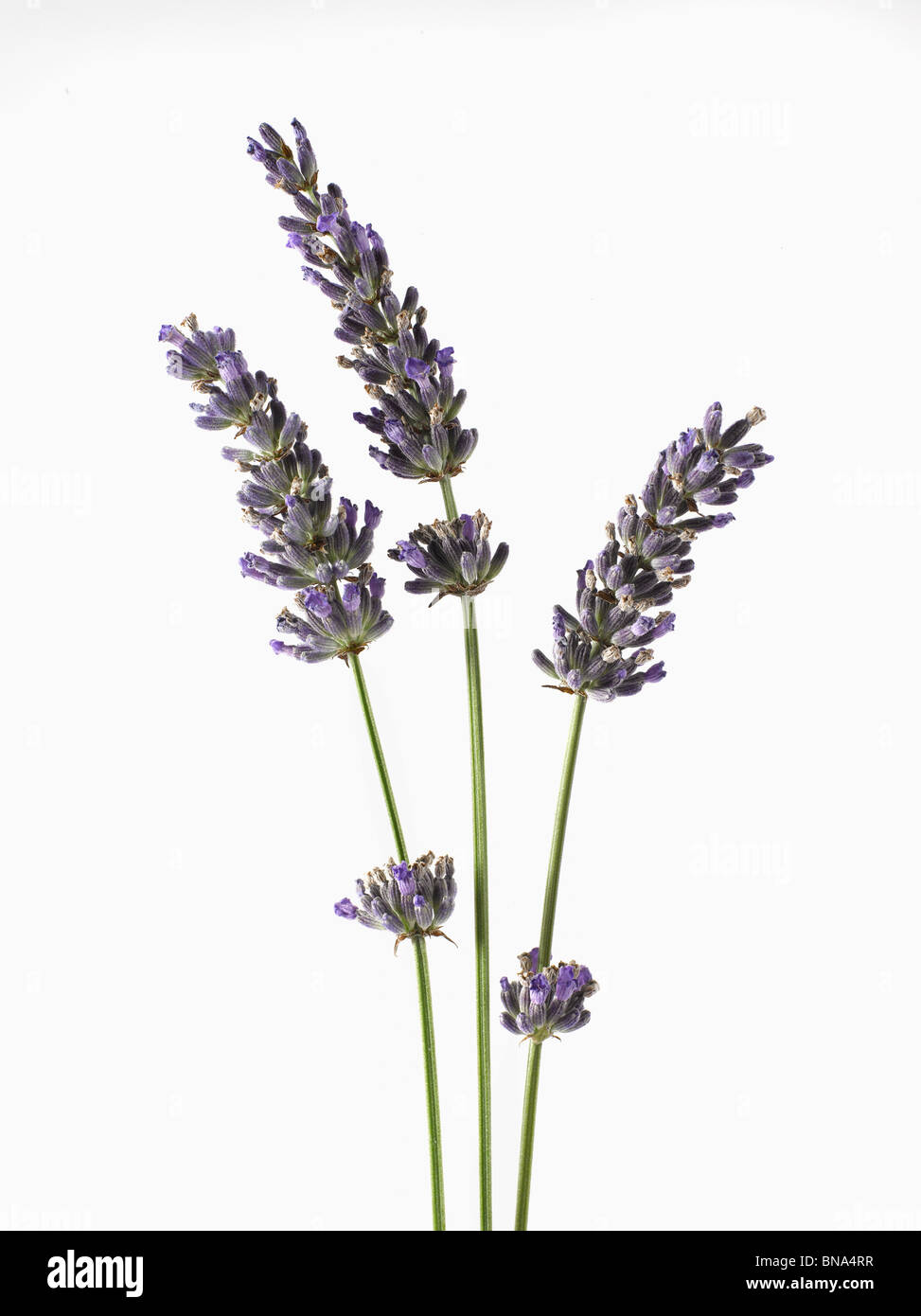 Lavender sprig hi-res stock photography and images - Alamy