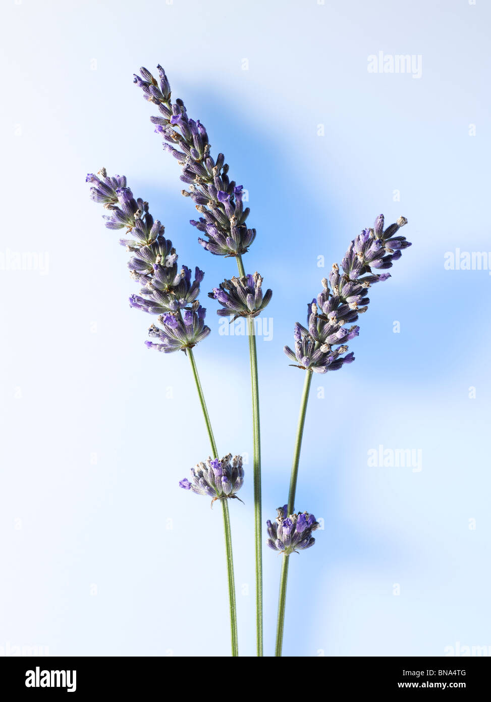 sprigs of fresh lavender (lavendula) with blue background Stock Photo