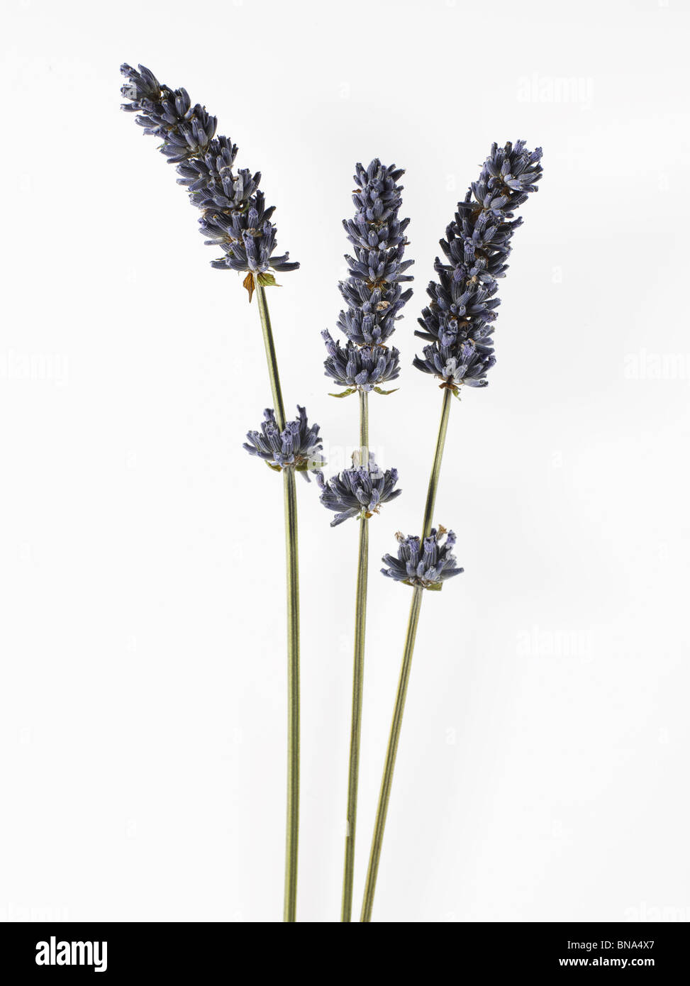 Bunch of fresh lavender Stock Photo