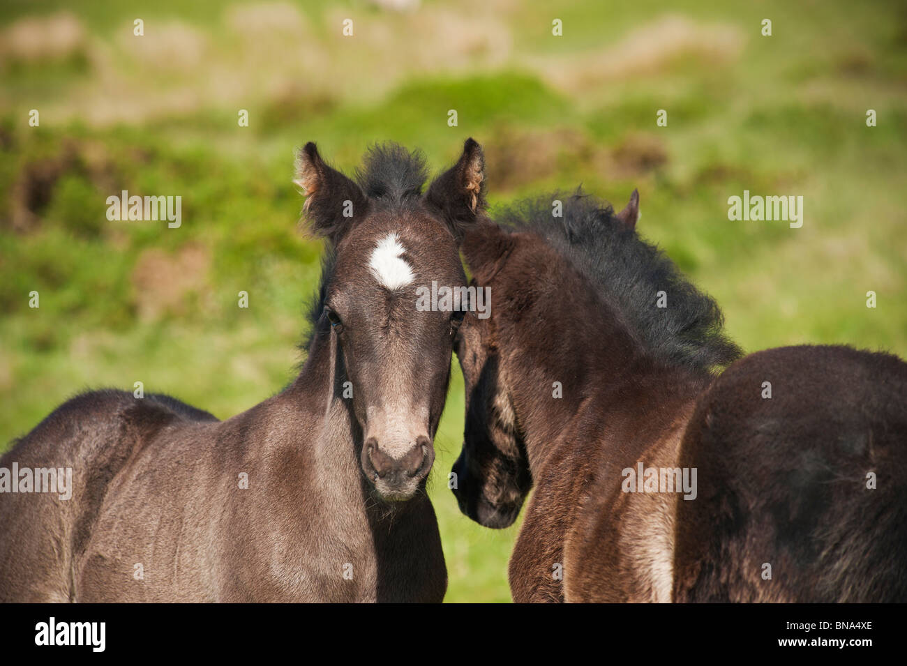 Two Welsh mountain pony foals playing together, Hay Bluff, Wales Stock Photo
