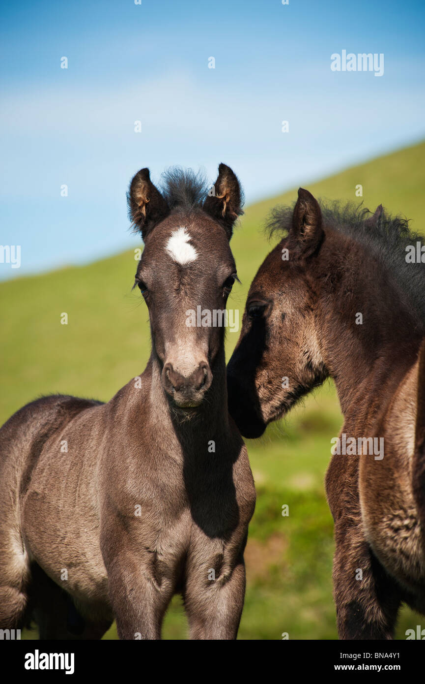 Two Welsh mountain pony foals playing together, Hay Bluff, Wales Stock Photo
