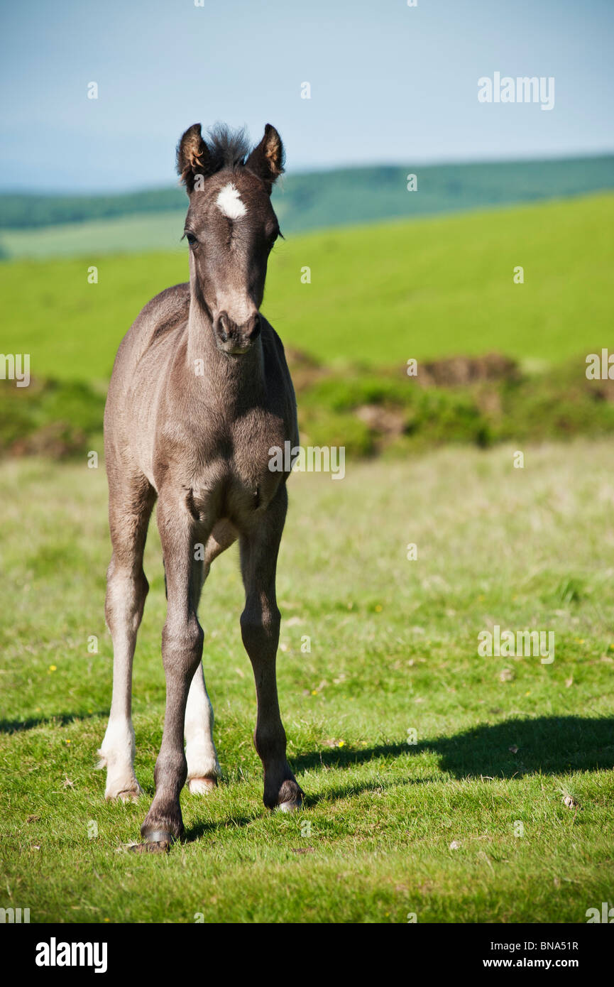 welsh-mountain-pony-foal-high-resolution-stock-photography-and-images