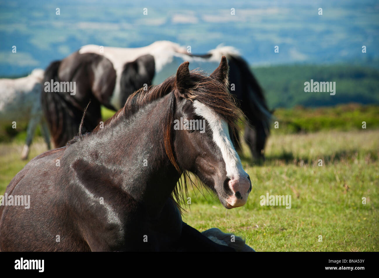 Welsh mountain pony sits on ground, Hay Bluff, Wales Stock Photo
