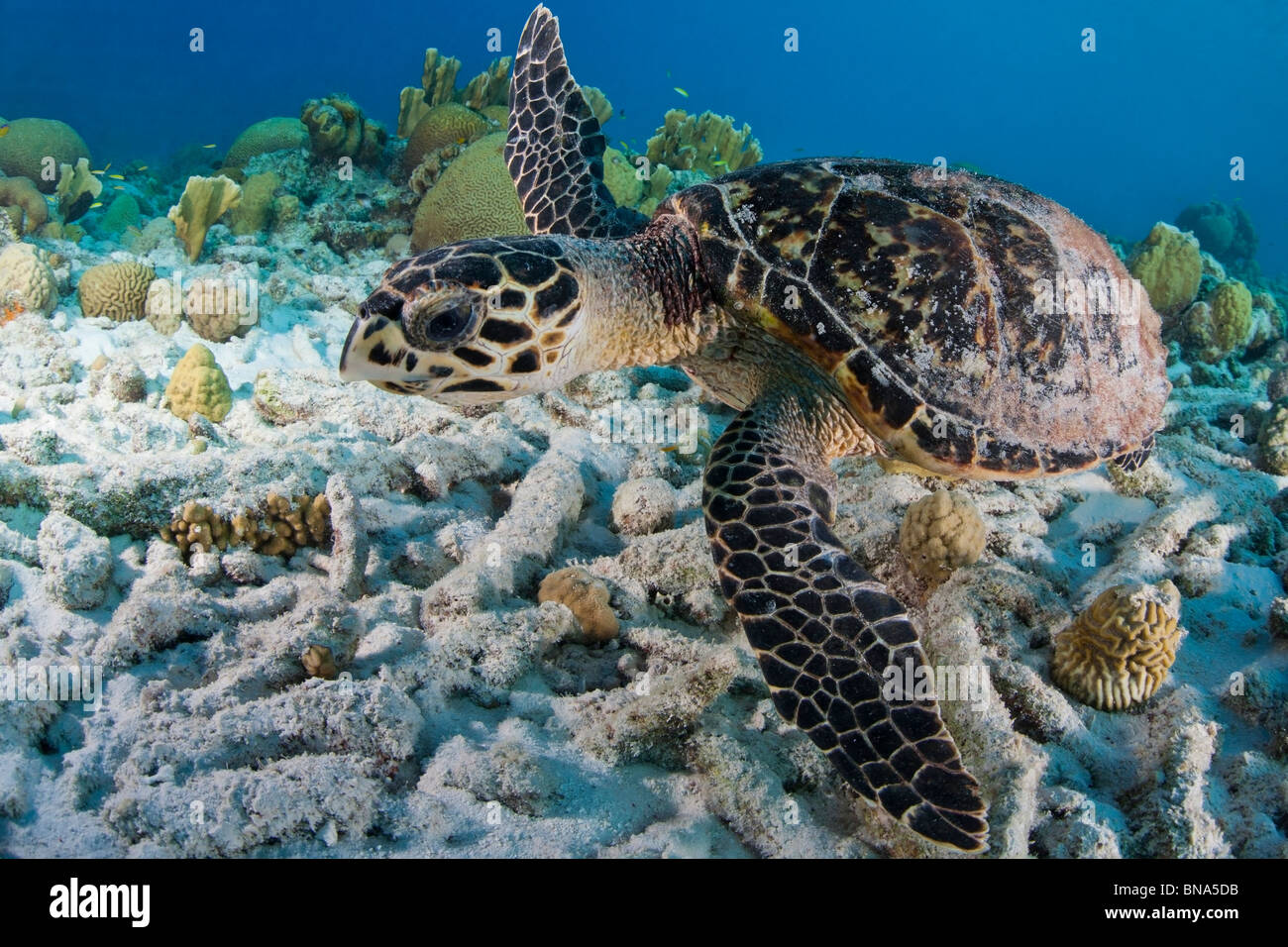 Atlantic Hawksbill Turtle (Eretmochelys imbricata imbricata) swimming over a tropical coral reef Stock Photo