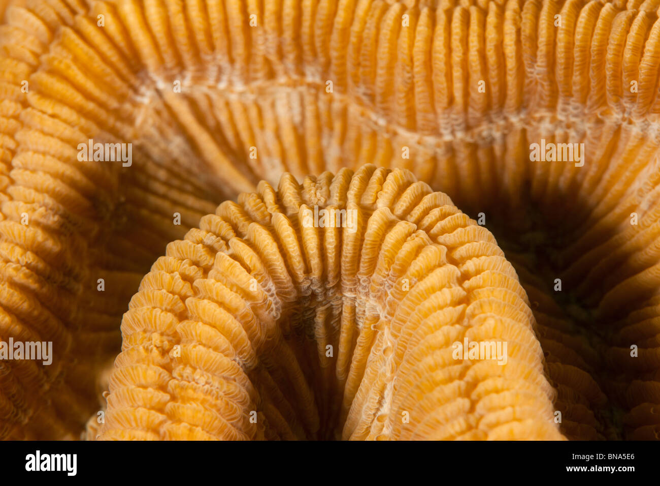 Closeup of brain coral, Bonaire, Netherlands Antilles Stock Photo