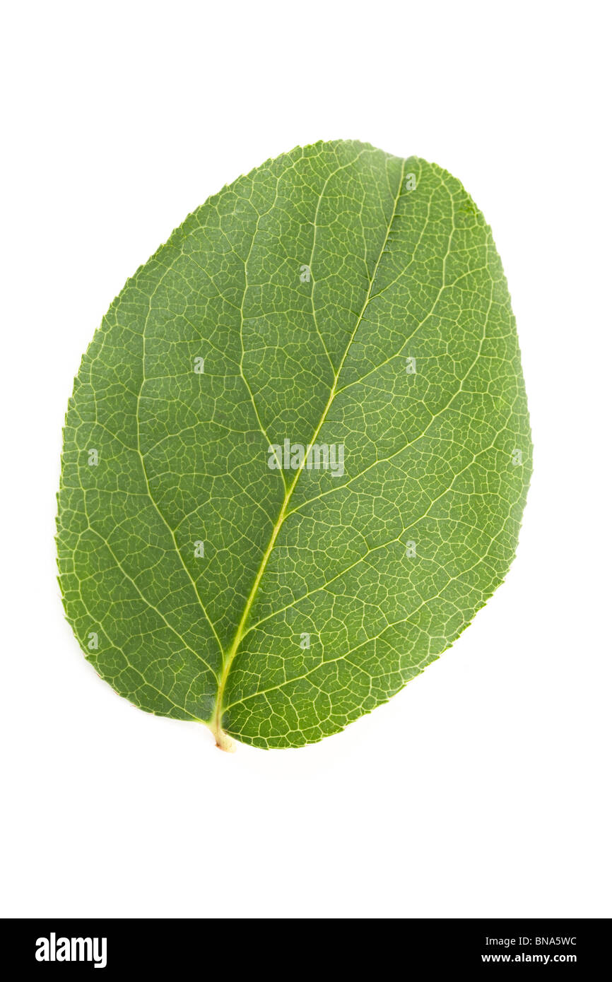 Green leaf close up shot Stock Photo - Alamy
