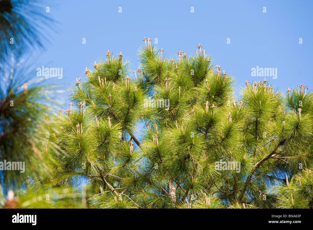 Pine trees sprouting new year's growth form a "shoot" where new future