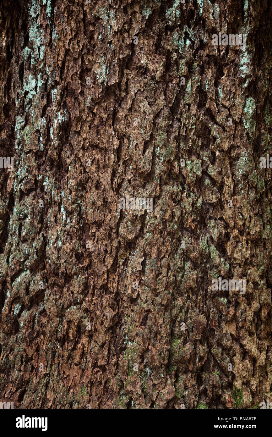 Bark close up shot for background Stock Photo