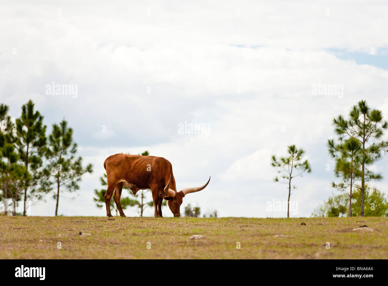 Leesburg, FL - Mar 2009 - Longhorn cow in open pasture near Leesburg, Florida Stock Photo