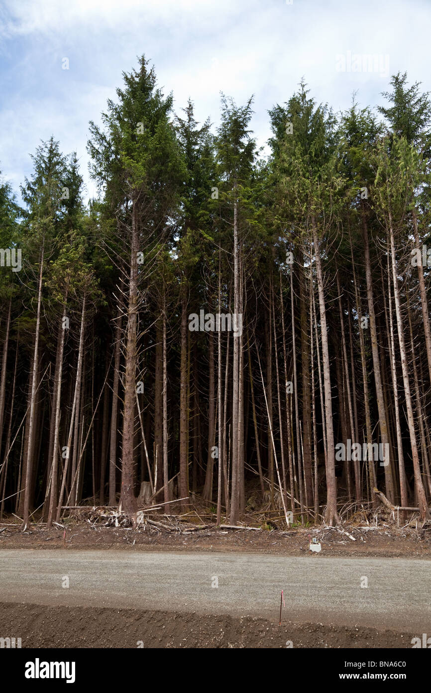 Forest,clearcut, concept of environmental damage Stock Photo