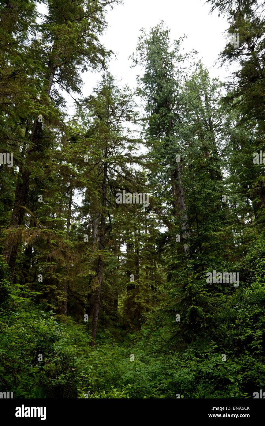Forest,Rainforest, douglas fir trees Stock Photo