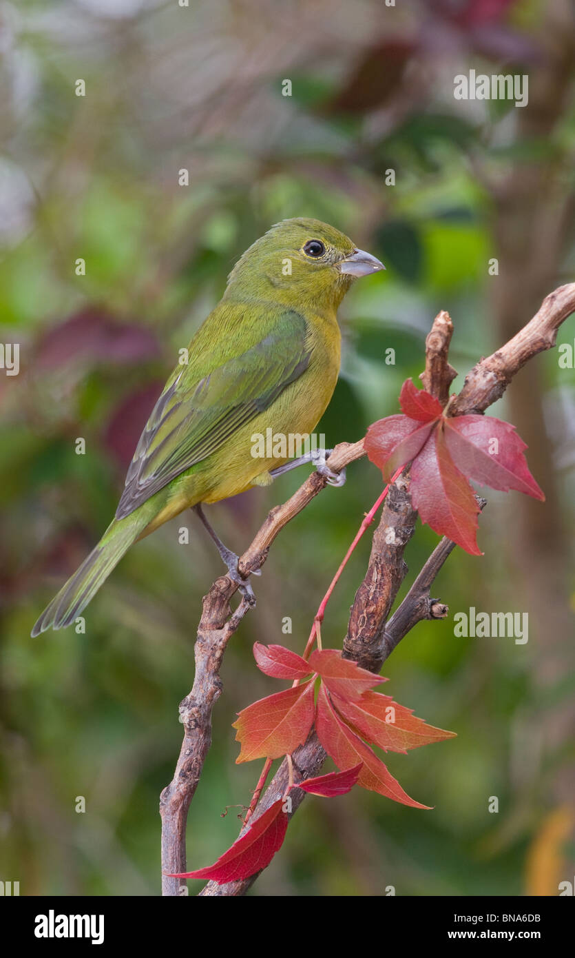 Female Painted Bunting in Florida Stock Photo