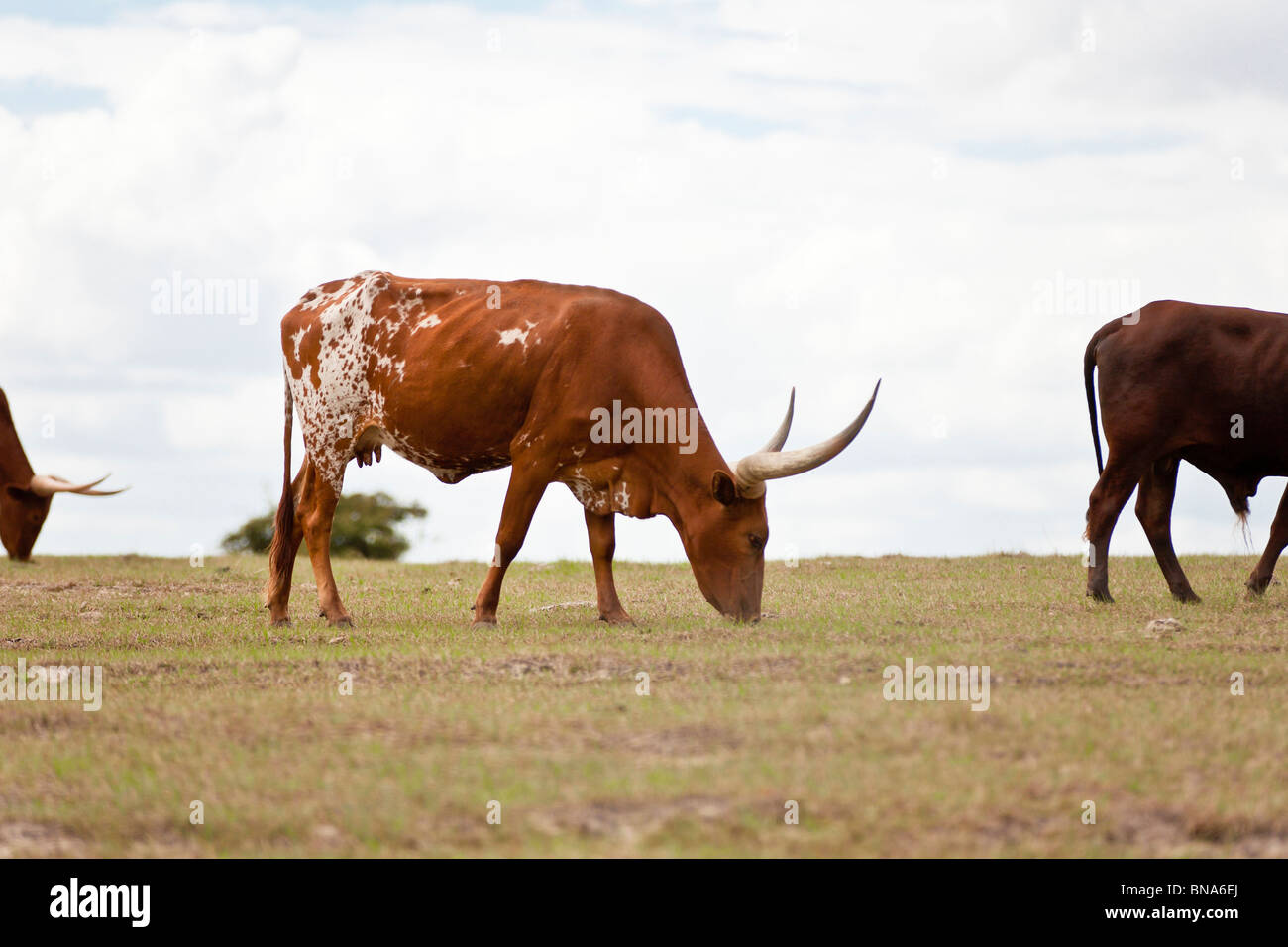 Texas cattle breed hi-res stock photography and images - Alamy