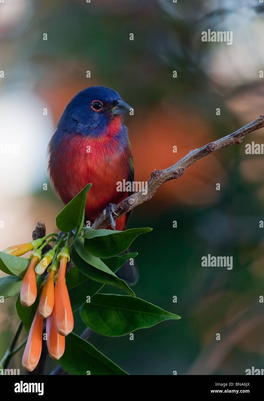 The male Painted Bunting is the most colorful bird in the United States