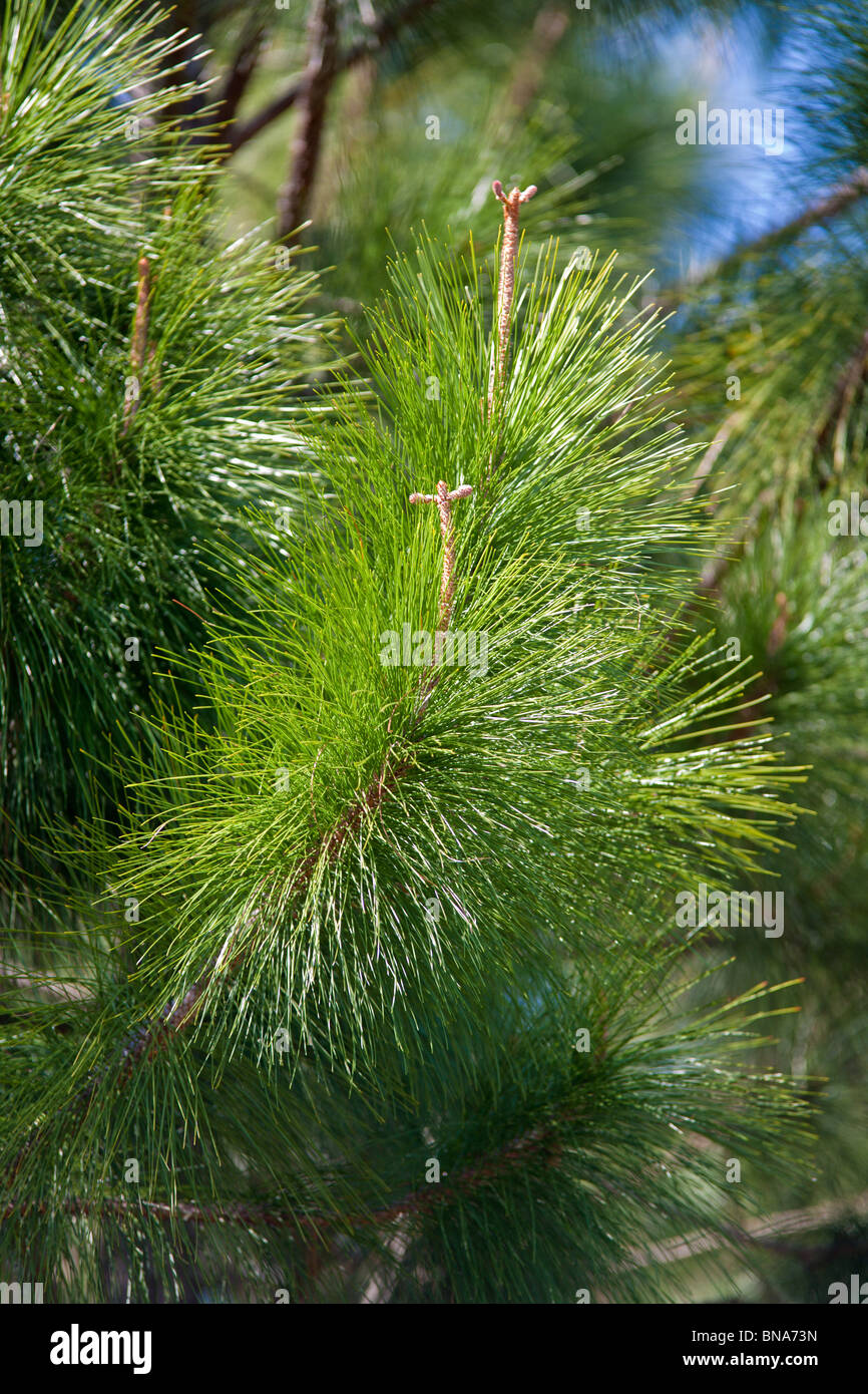 Pine trees sprouting new year's growth form a "shoot" where new future limbs form which can look