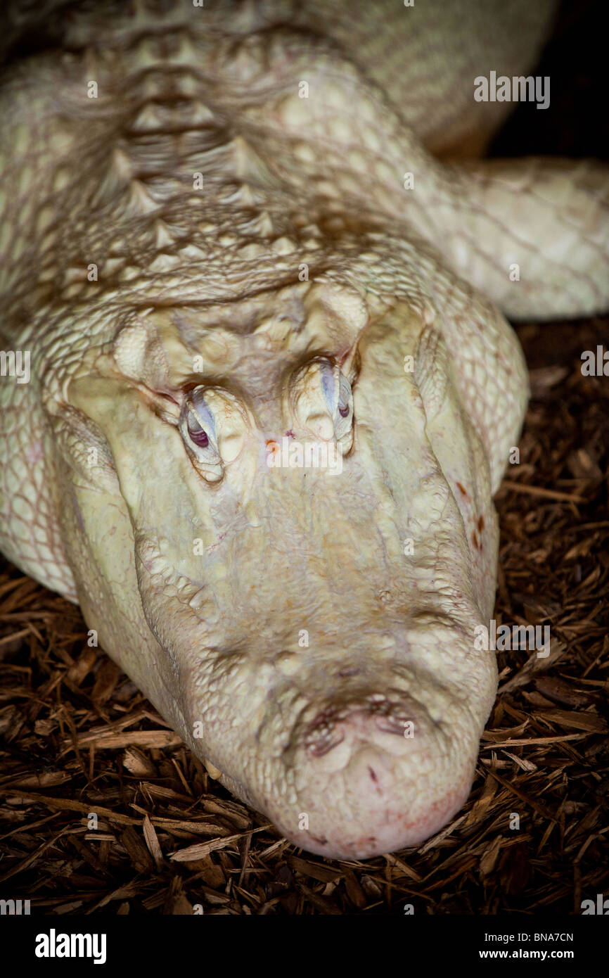 Rare albino American alligator (Alligator mississipiensis) relaxes on land in Myrtle Beach, SC. Stock Photo
