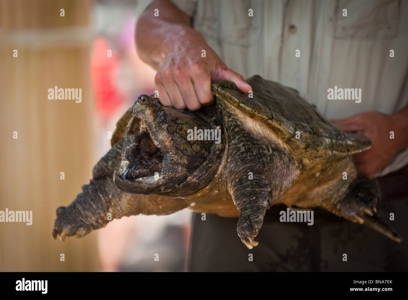 Alligator Snapping Turtle (Macrochelys temminckii) is one of the largest freshwater turtles in the world in Myrtle Beach, SC. Stock Photo