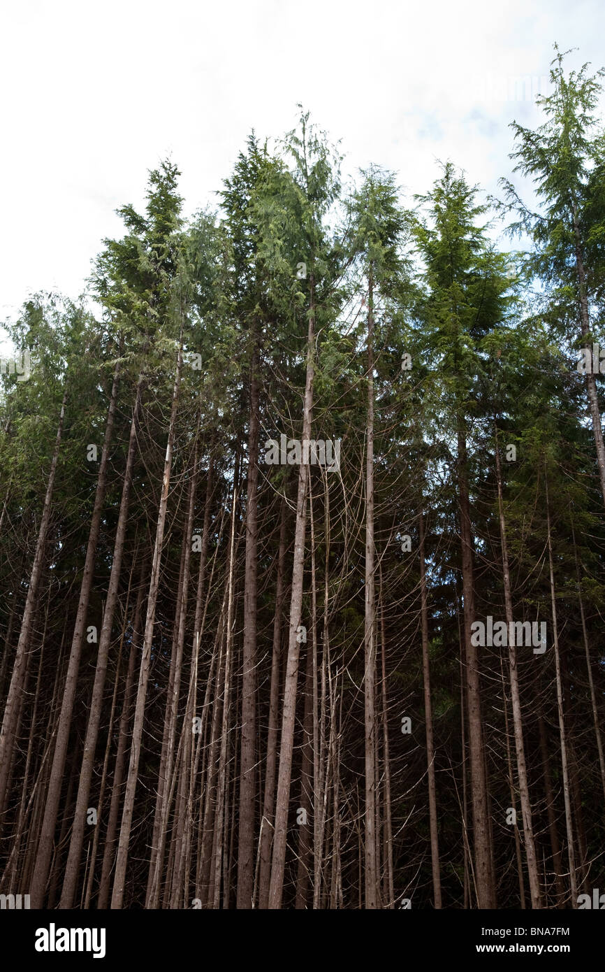 Douglas Fir Trees Stock Photos & Douglas Fir Trees Stock Images Alamy