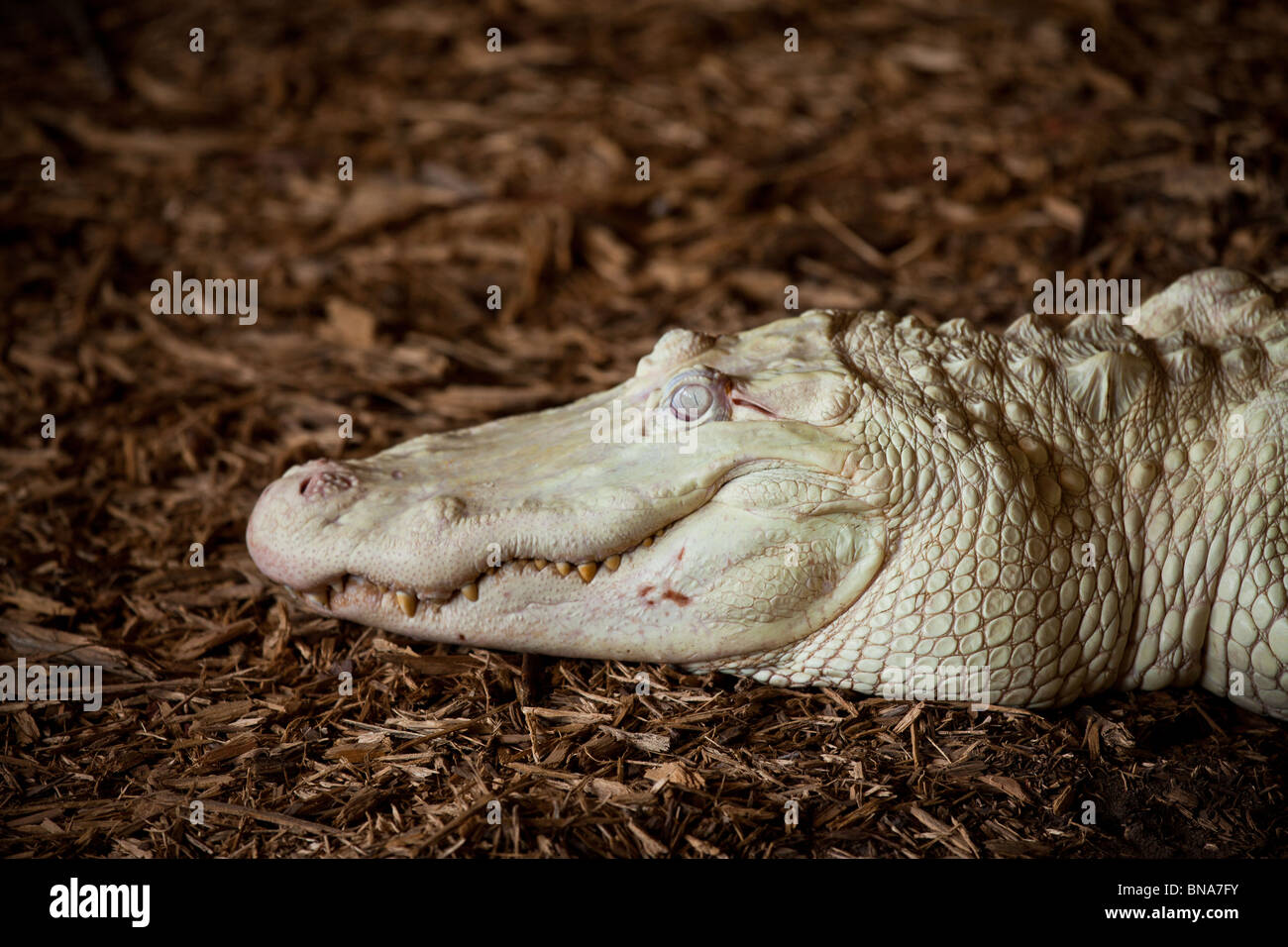 Rare white albino crocodile Stock Photo - Alamy