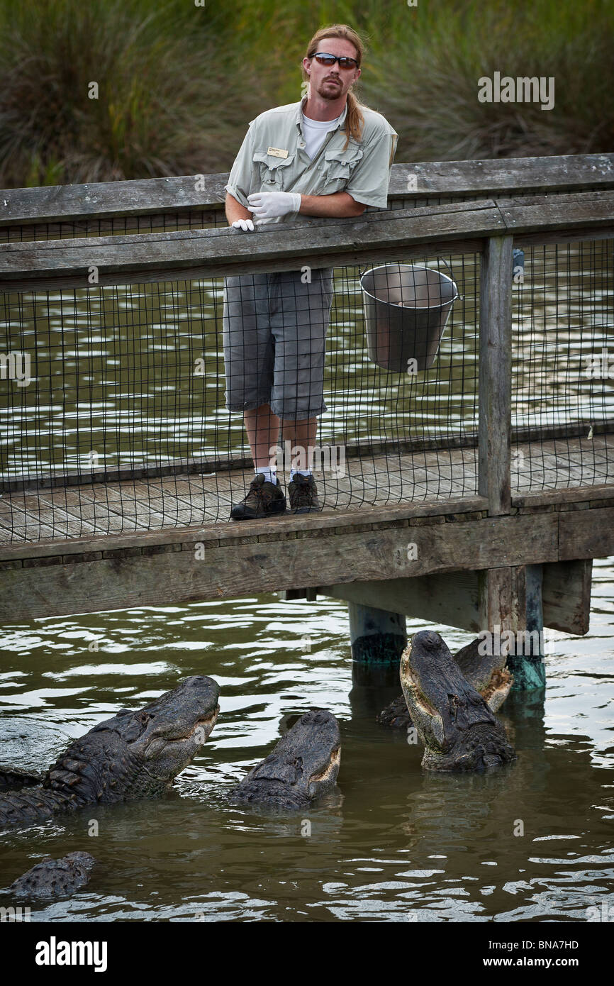 Rural camouflage swamp lazy zoo captivity tourists hires stock
