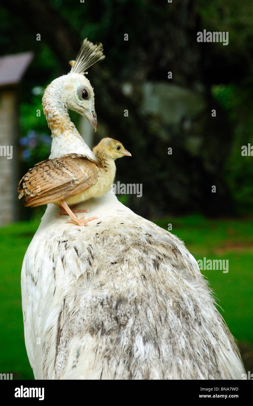 Peacock Chick on Peahen's back Stock Photo Alamy