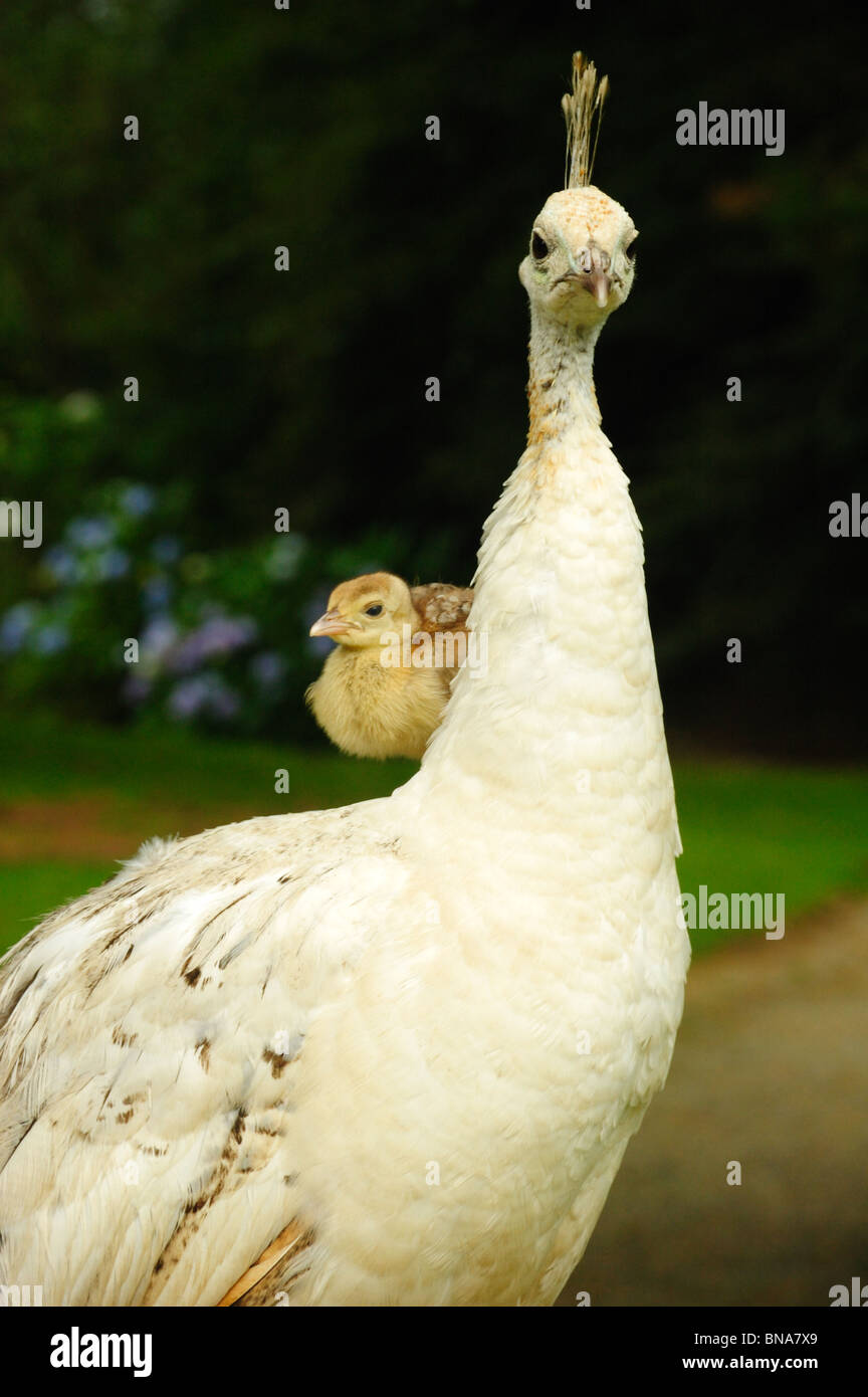 Peacock Chick on Peahen's back Stock Photo Alamy