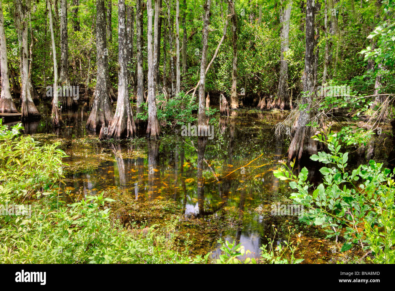 Cypress Swamp, Big Cypress National Preserve, Florida Stock Photo