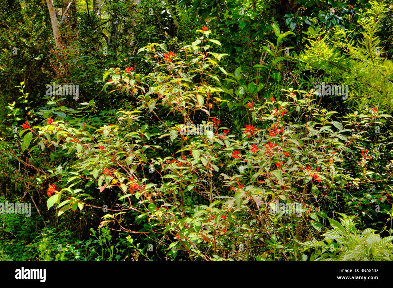 Firebush, hamelia patens, Big Cypress National Preserve, Florida Stock Photo