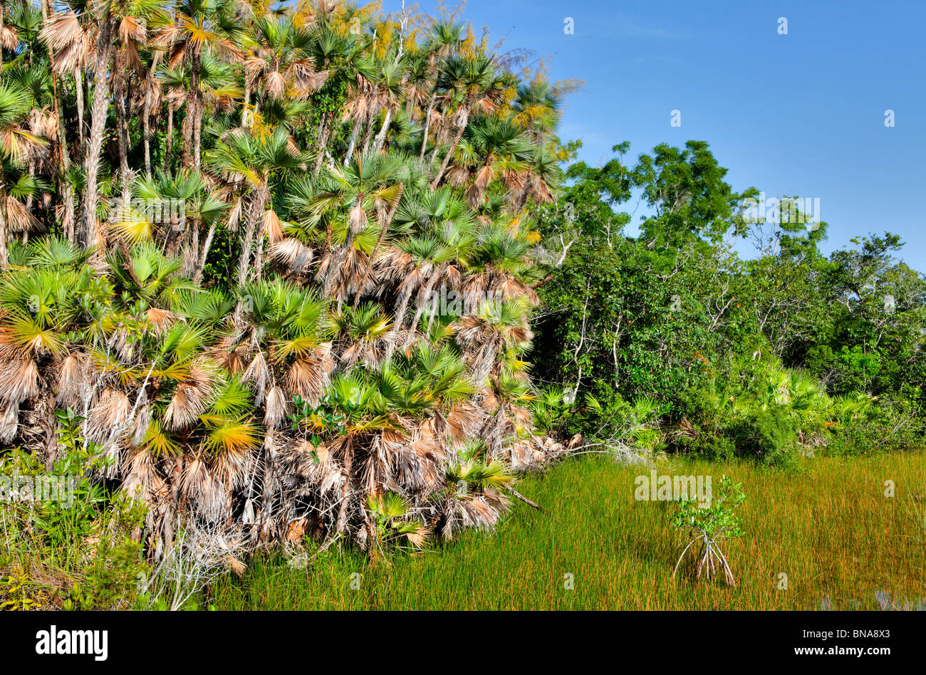 Mahogany Hammock, Everglades National Park, Florida Stock Photo Alamy