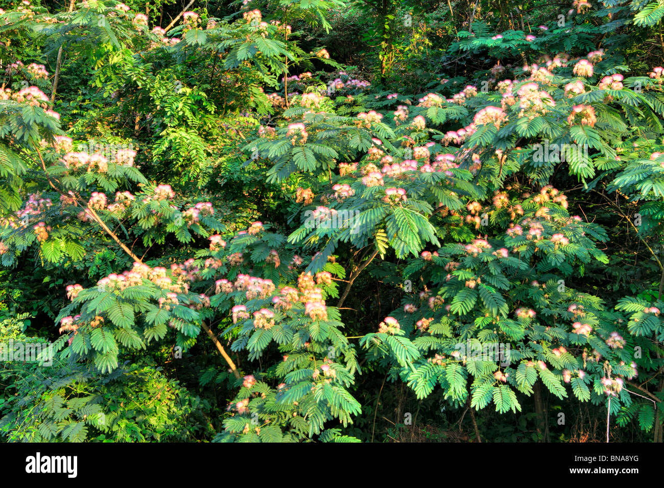 Mimosa Tree in Bloom, albizia julibrissin, Great Smoky Mountains National Park, USA Stock Photo