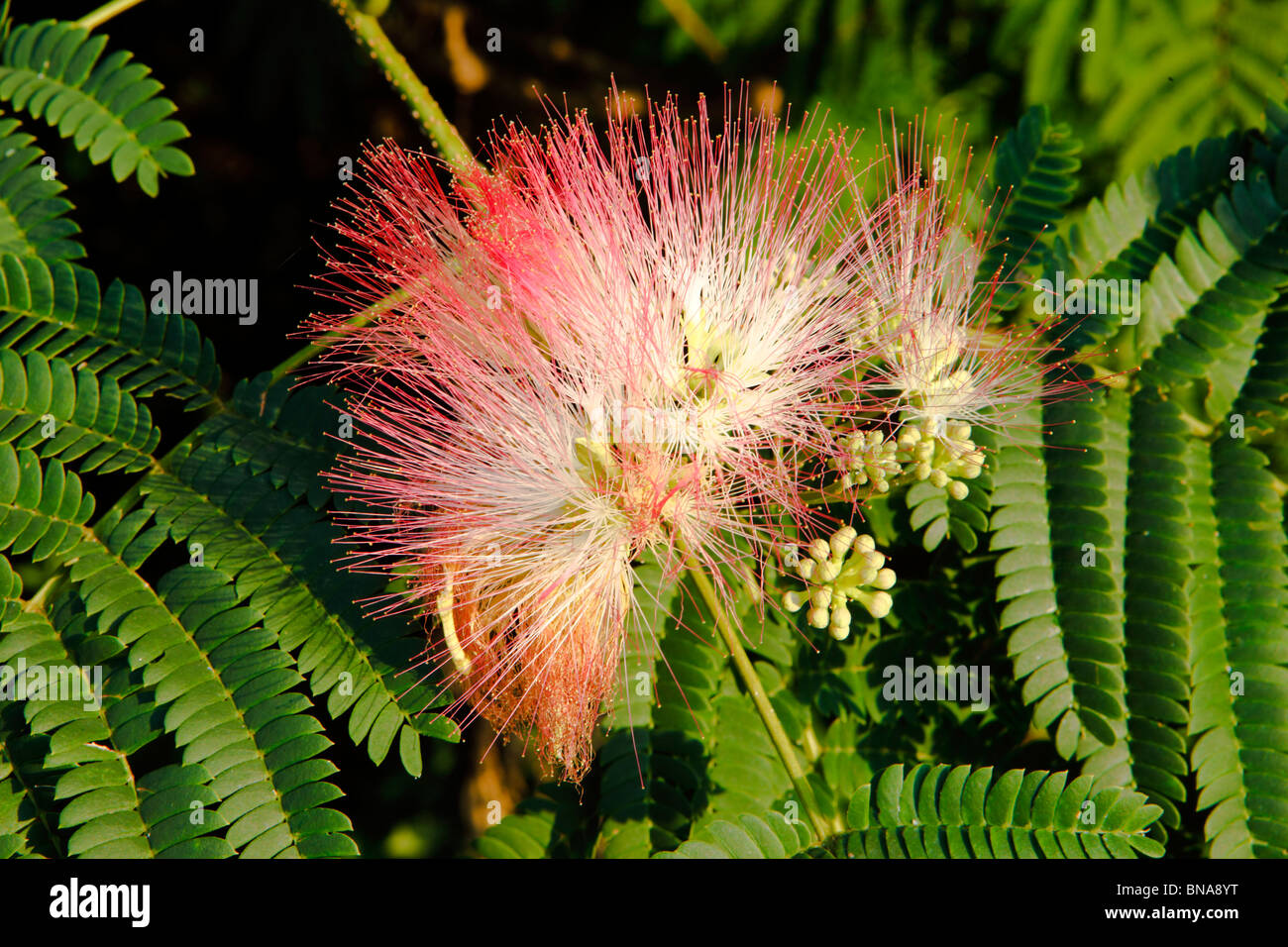Mimosa Tree in Bloom, albizia julibrissin, Great Smoky Mountains National Park, USA Stock Photo