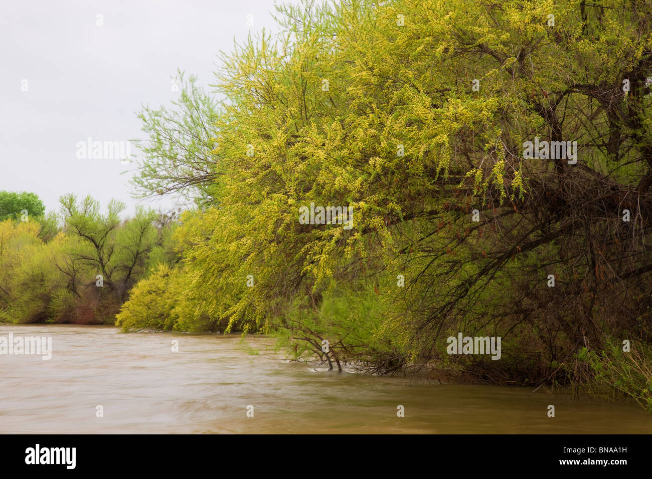 Verde River, Fort McDowell Yavapai Nation, East of Phoenix, Arizona. Stock Photo