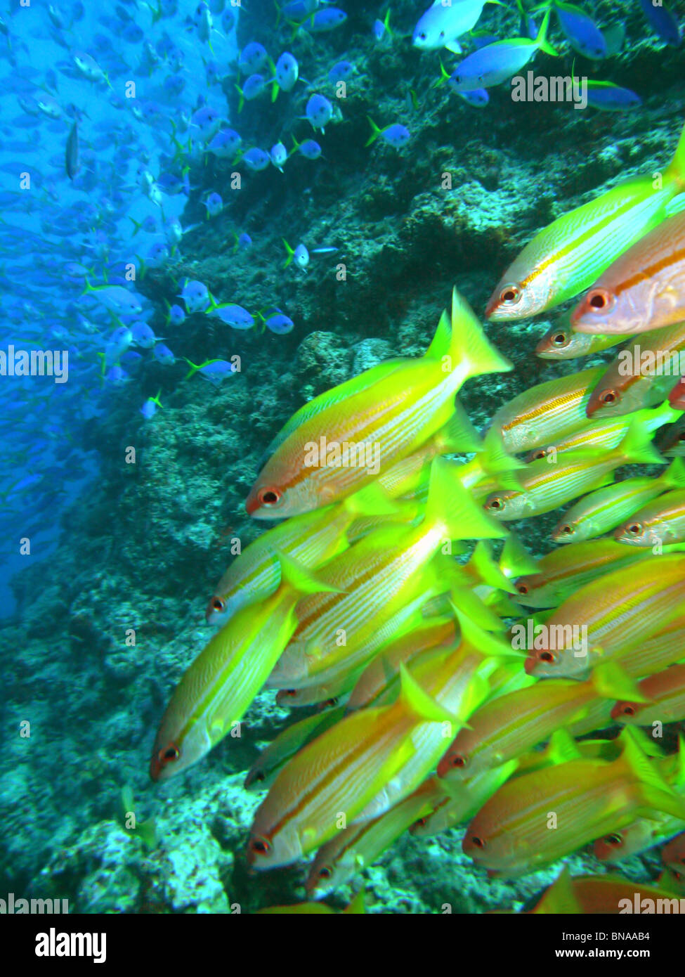 Large schools of fish at Steve's Bommie, Ribbon Reefs, Great Barrier