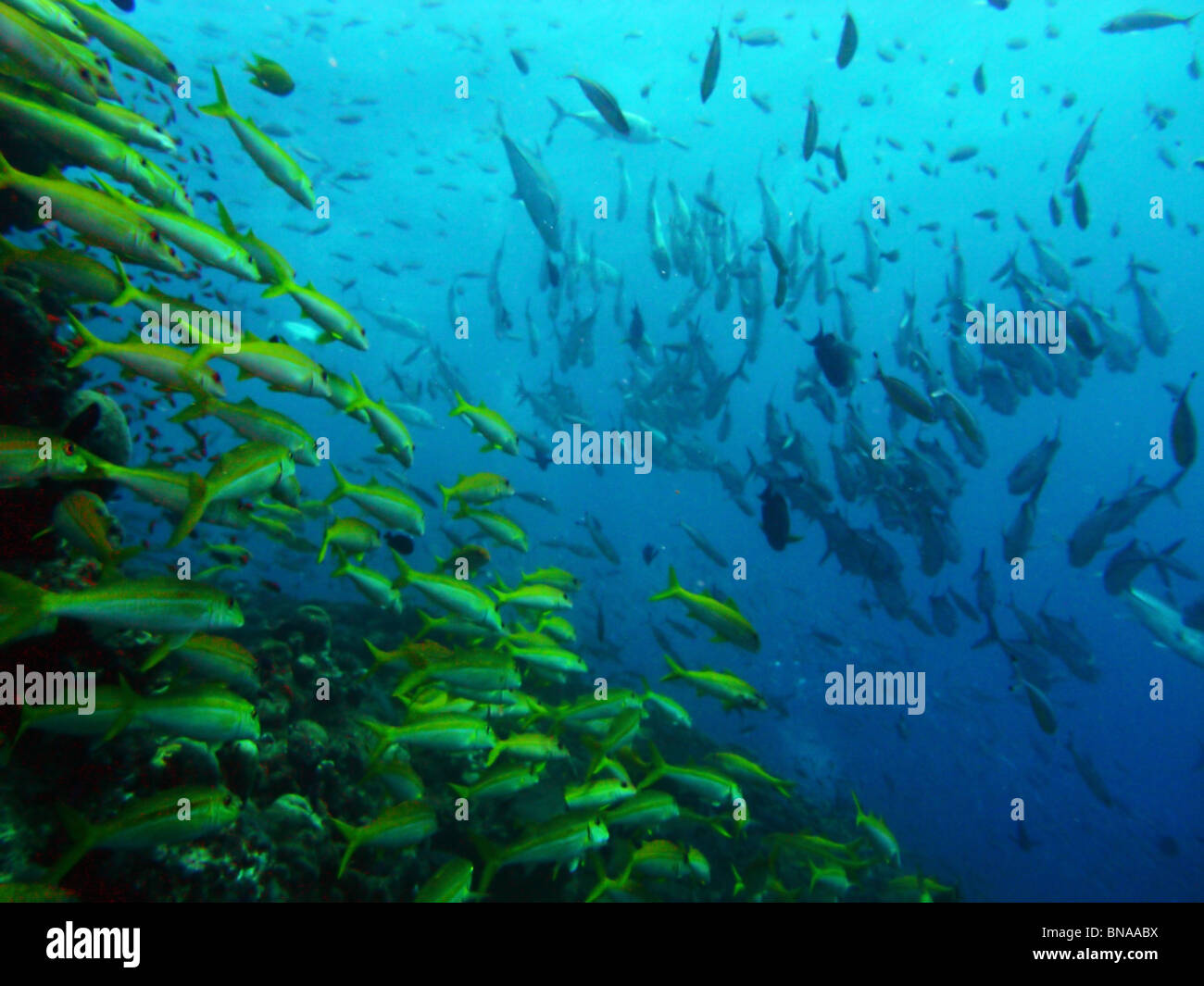 Goldstripe goatfish (Mulloidichthys vanicolensis) and lots of other fish at Steve's Bommie, Great Barrier Reef Marine Park Stock Photo