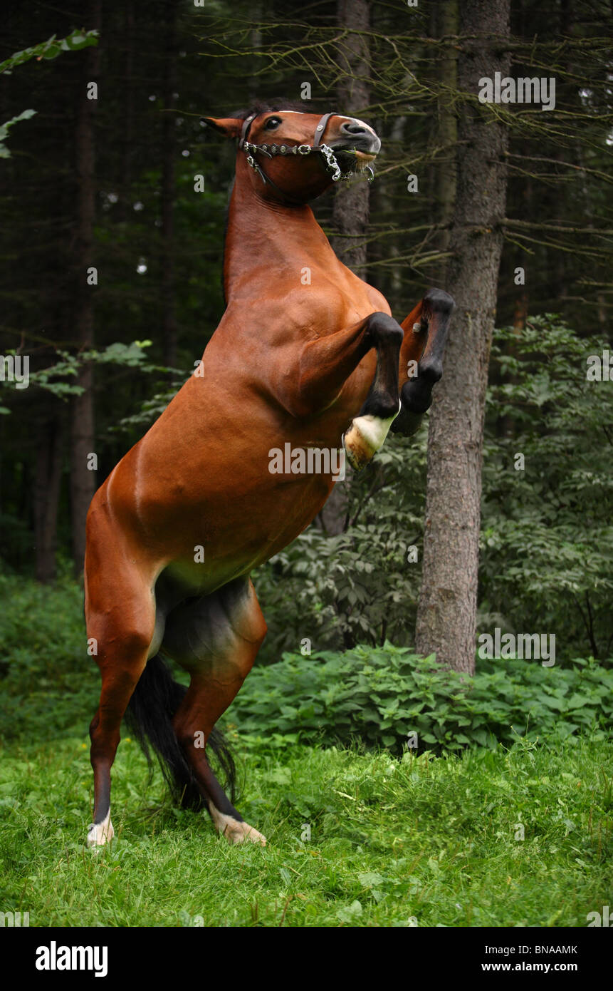 Sorrel Rearing Stallion Stock Photo