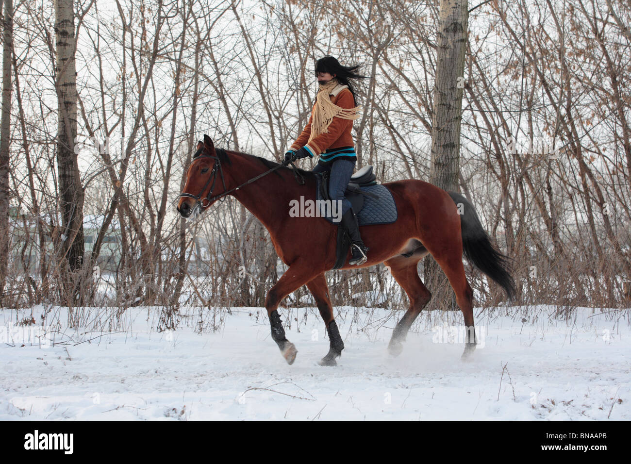 Winter horseback riding Stock Photo Alamy