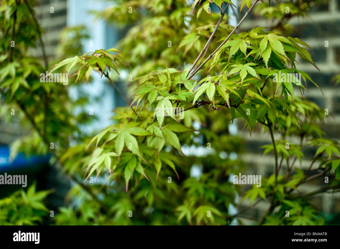 Japanese Acer Tree Stock Photo