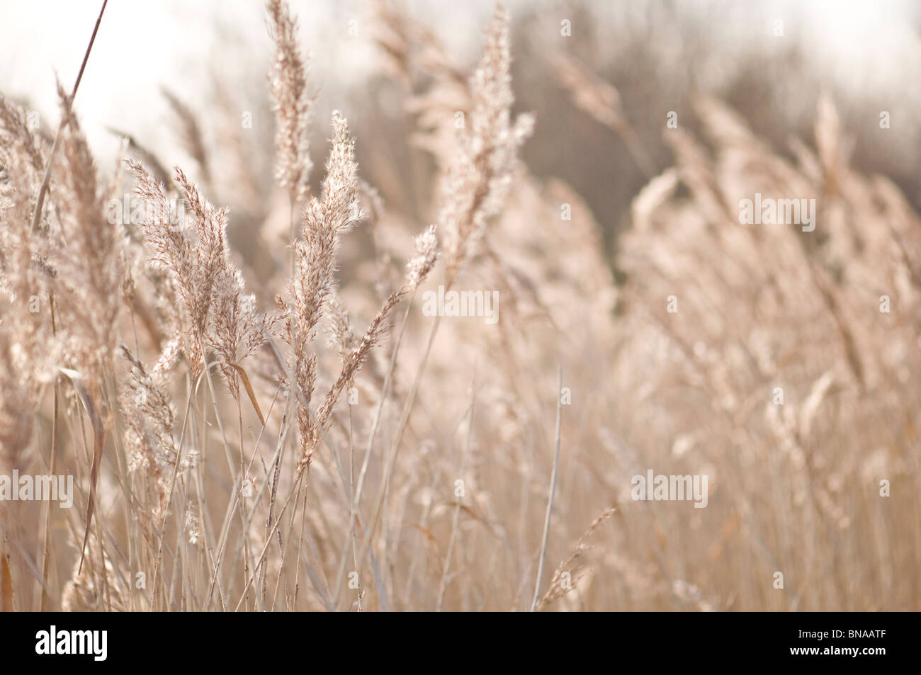 Reeds backlit by the sunshine Stock Photo - Alamy