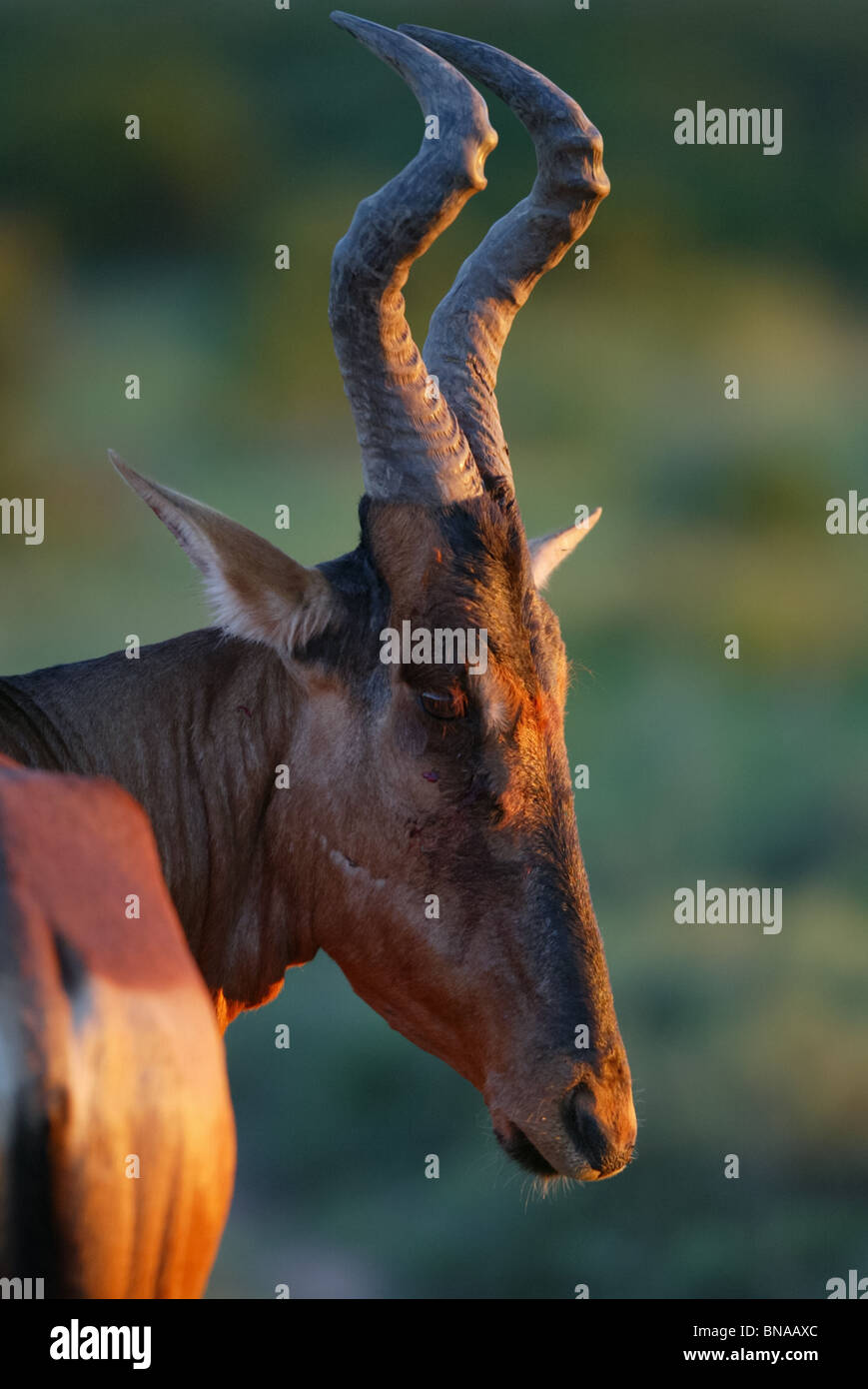 South African Hartebeest antelope - Alcelaphus buselaphus caama Stock Photo