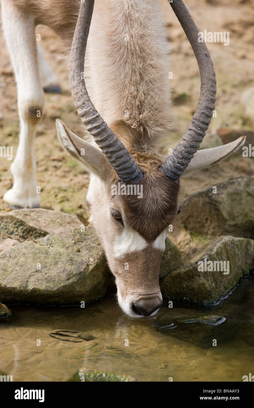 Addax antelope drinking water - Addax nasomaculatus Stock Photo