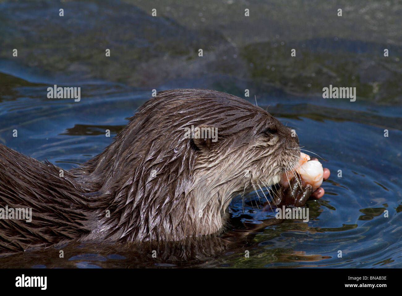 Oriental Small-clawed Otter Stock Photo
