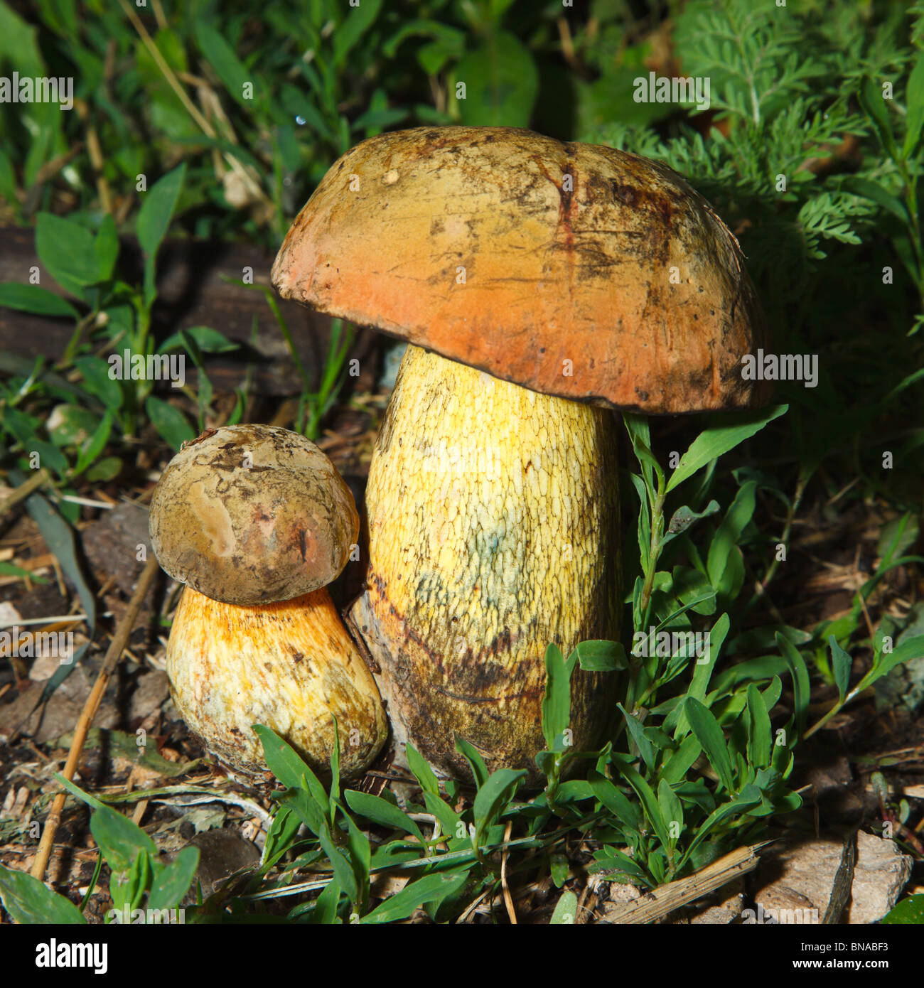 Edible fungi growing on the earth in the wild nature. Stock Photo