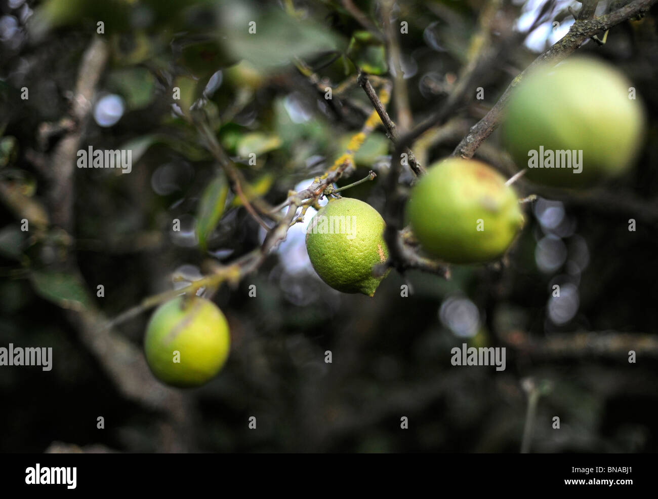 lemon tree seen in Spain Stock Photo