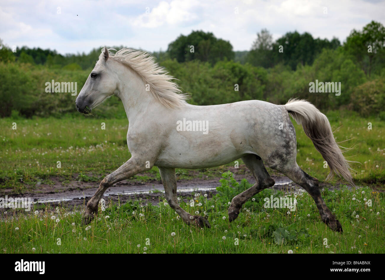 Продажа Орловских Рысаков В России