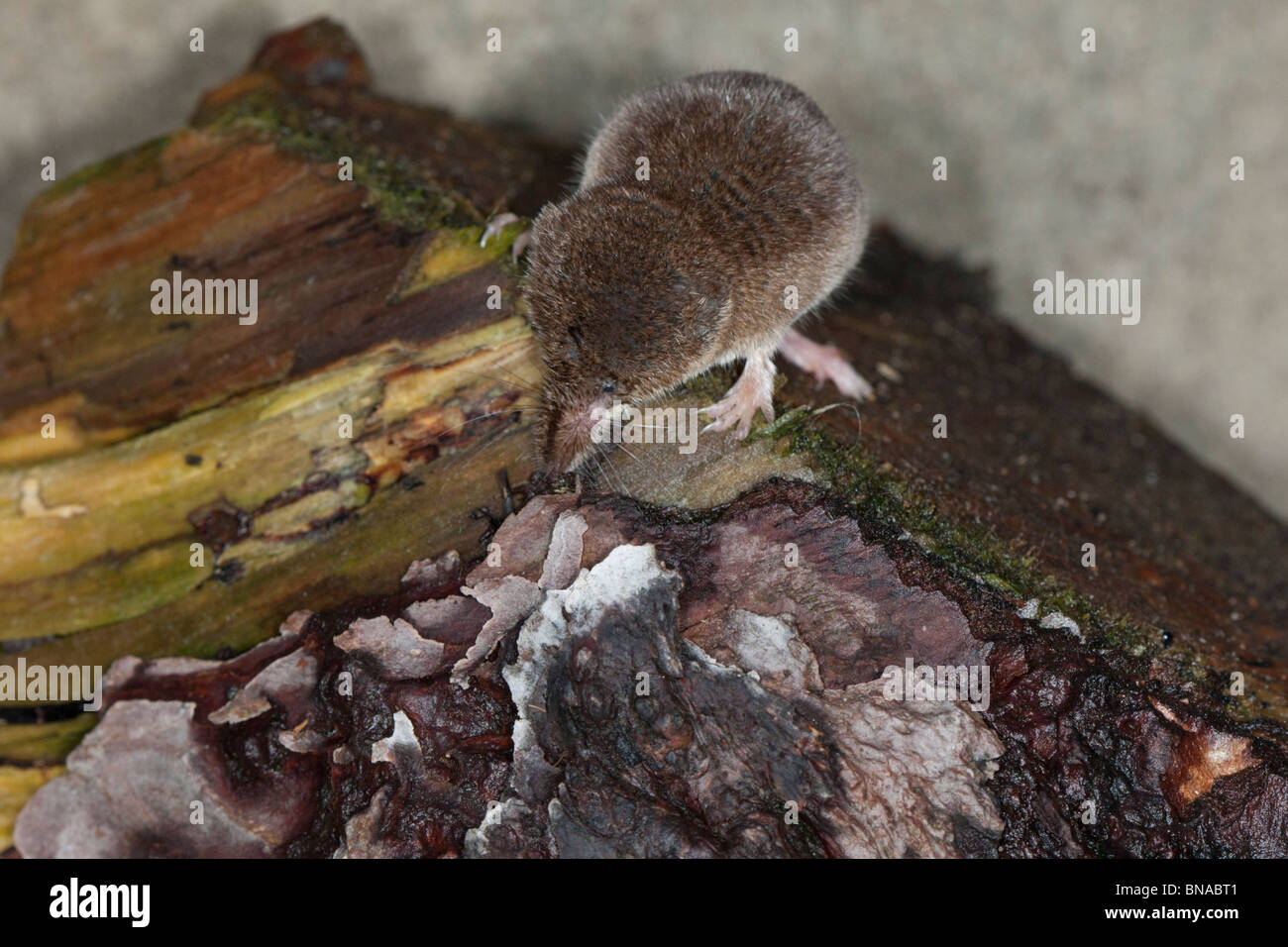 Common shrew, Sorex araneus, hunting. Stock Photo