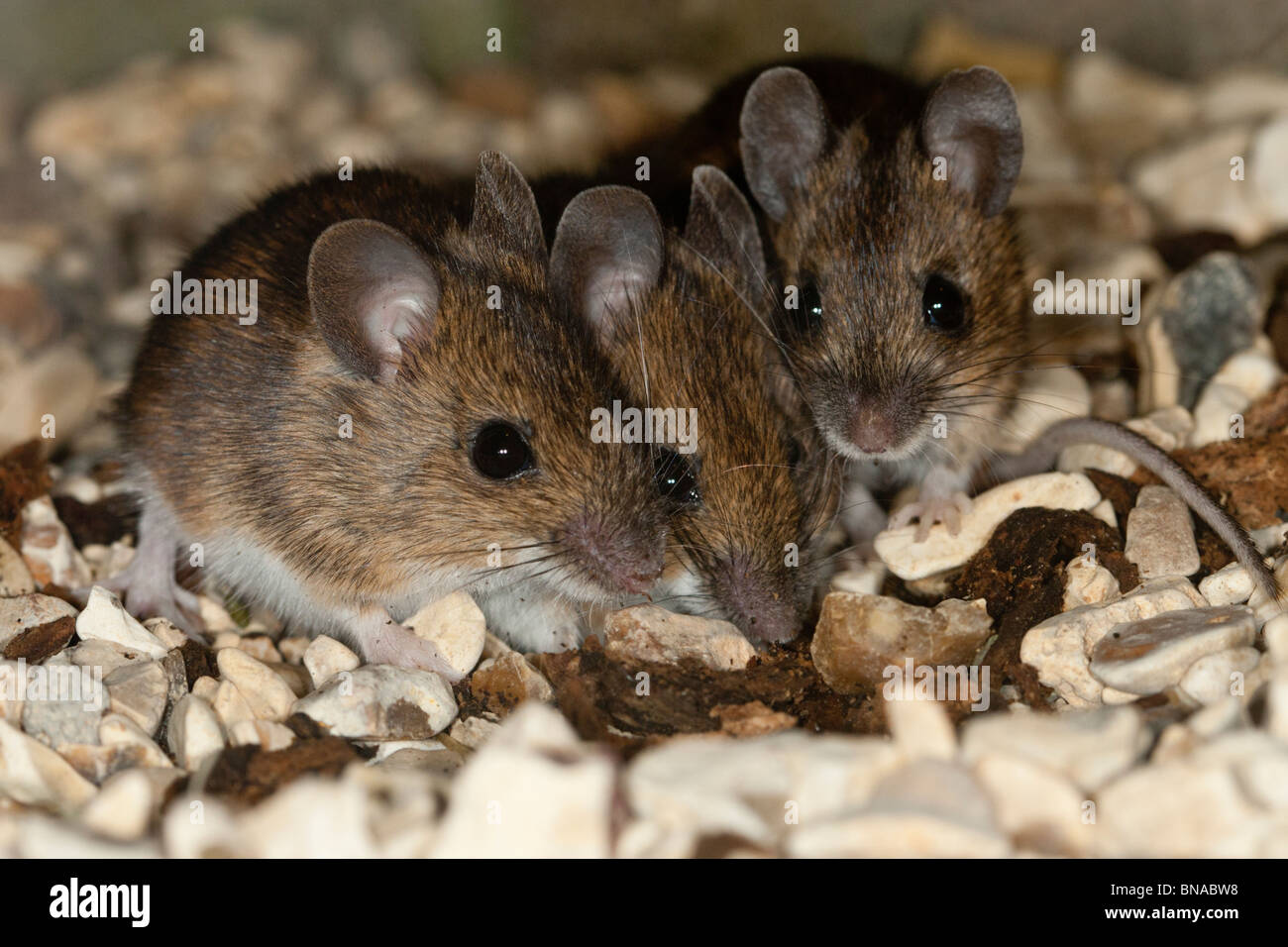 Wood mice hires stock photography and images Alamy
