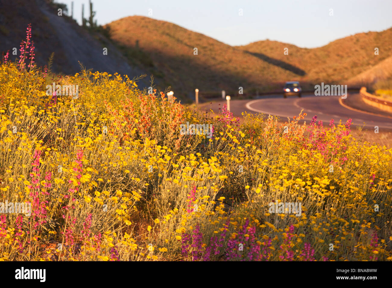 Spring wildflowers along Highway 60 (Superstition Highway), Tonto National Forest, East of Phoenix, Arizona. Stock Photo