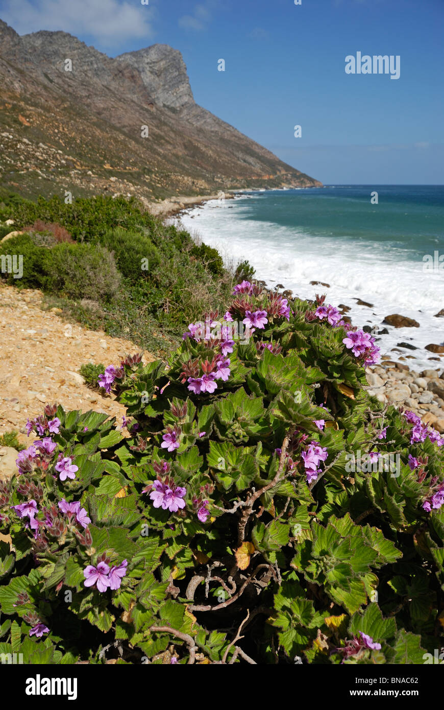 The beautiful coast and the Southern Ocean near Betty's Bay, South Western Cape, South Africa. Stock Photo