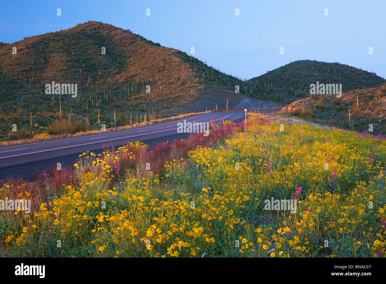 Spring wildflowers along Highway 60 (Superstition Highway), Tonto National Forest, East of Phoenix, Arizona. Stock Photo